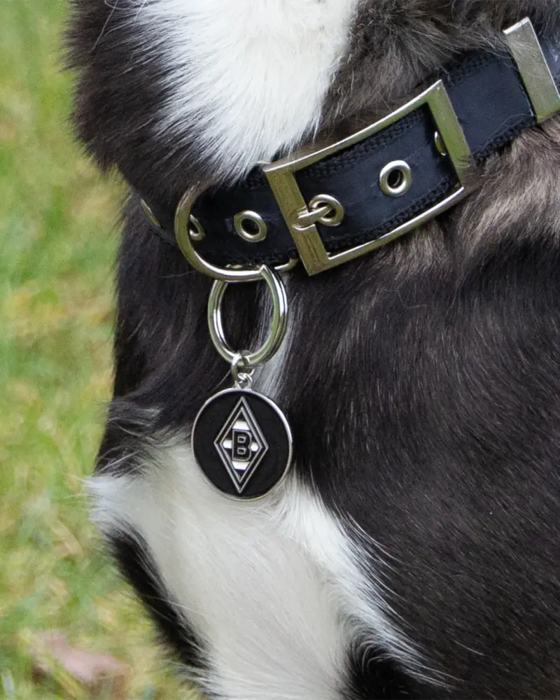 Hundehalsband mit rundem Wappen-Anhänger an einem schwarz-weißen Hund